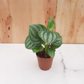 2" peperomia watermelon