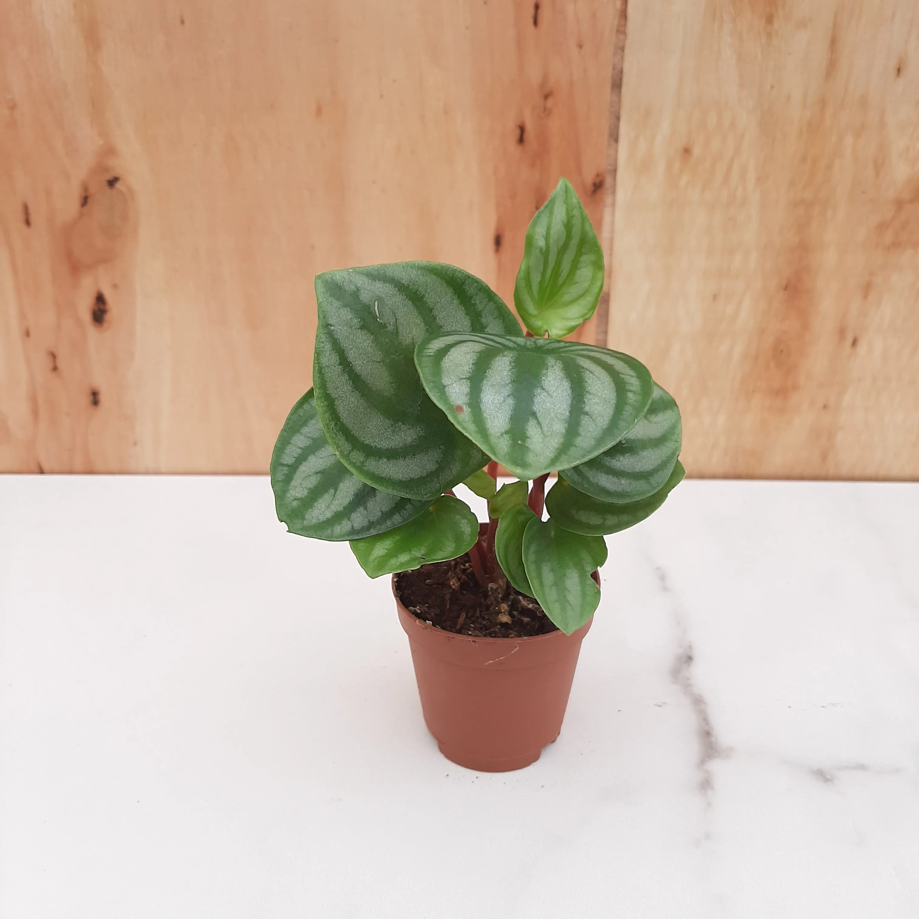 2" peperomia watermelon