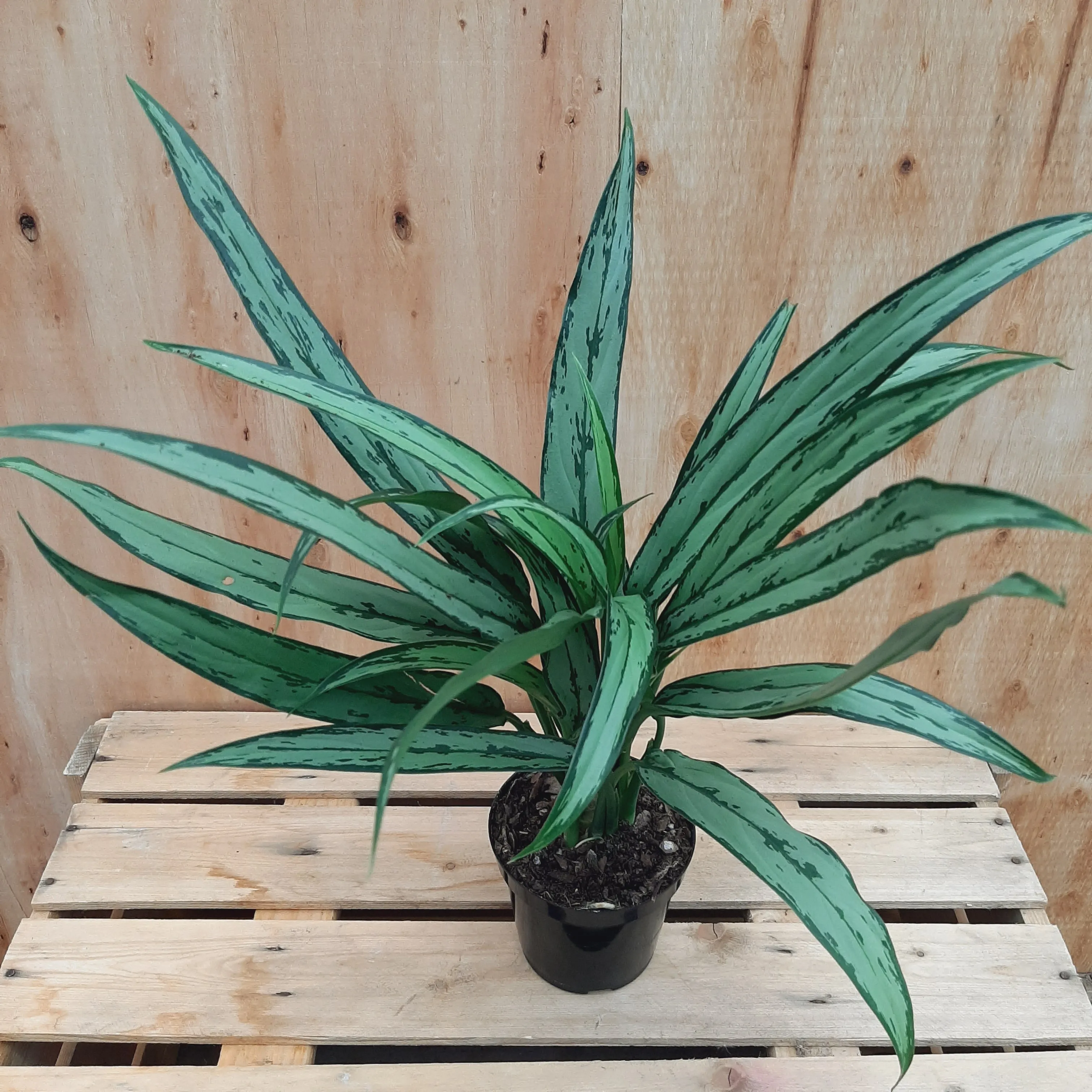 4" aglaonema cutlass