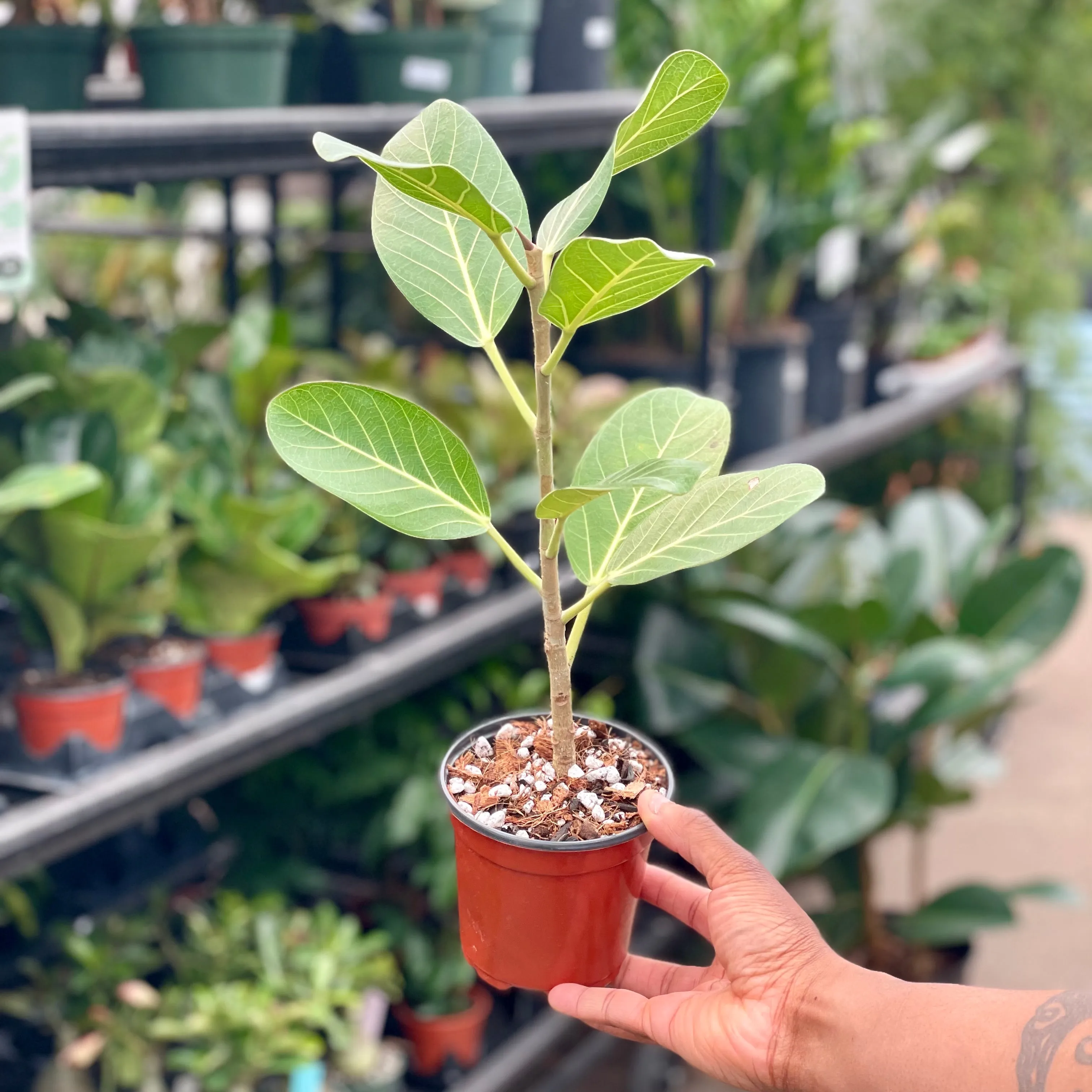 4" ficus audrey