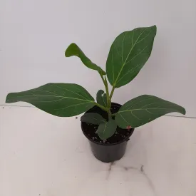 4" ficus audrey