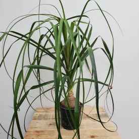 4" ponytail palm