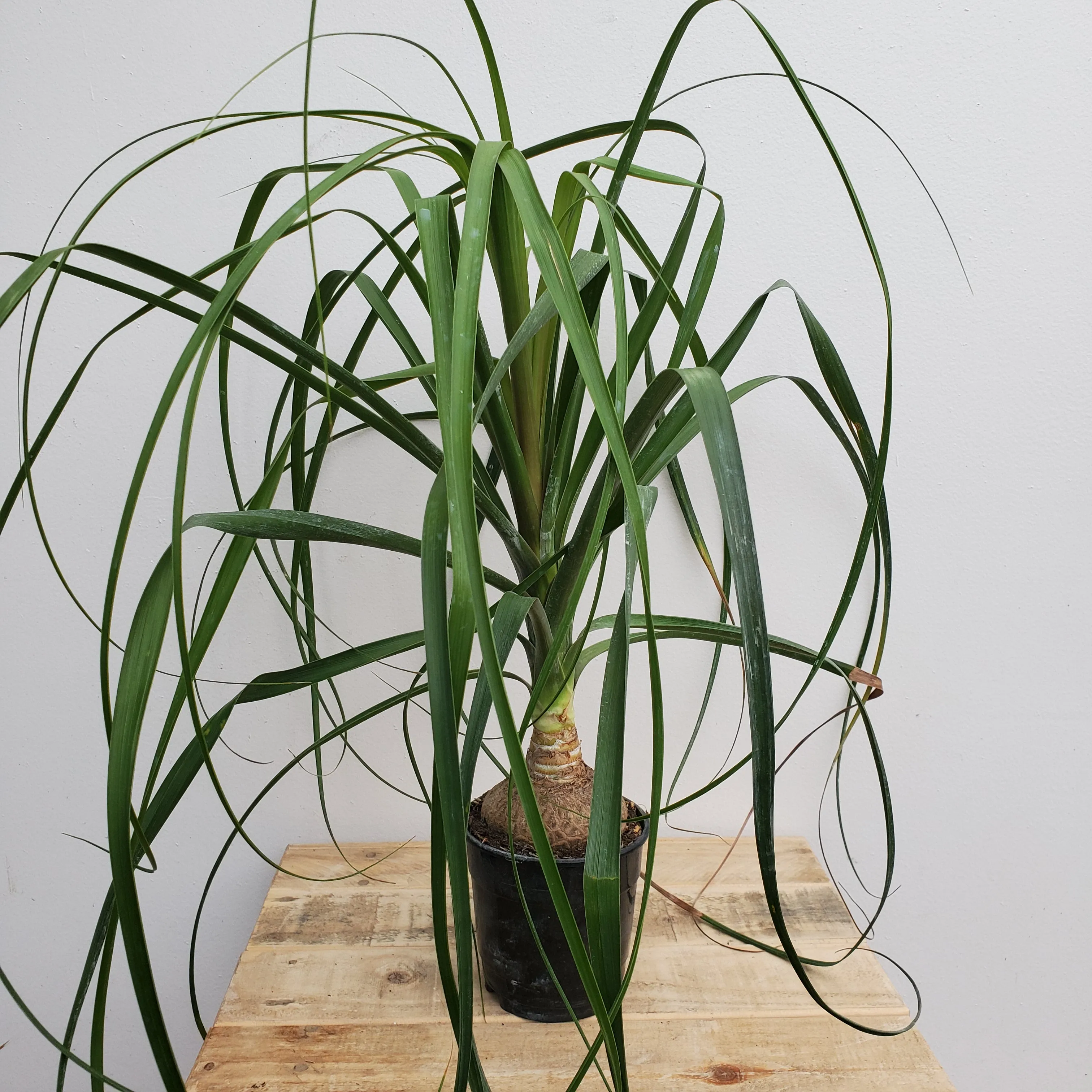4" ponytail palm