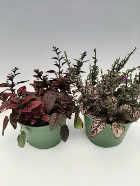 6" hypoestes
