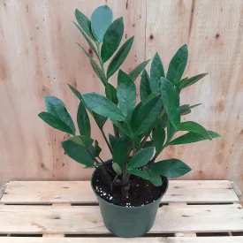 6" zamicro zamioculcas 'zz'