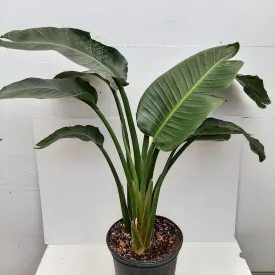 8" bird of paradise white