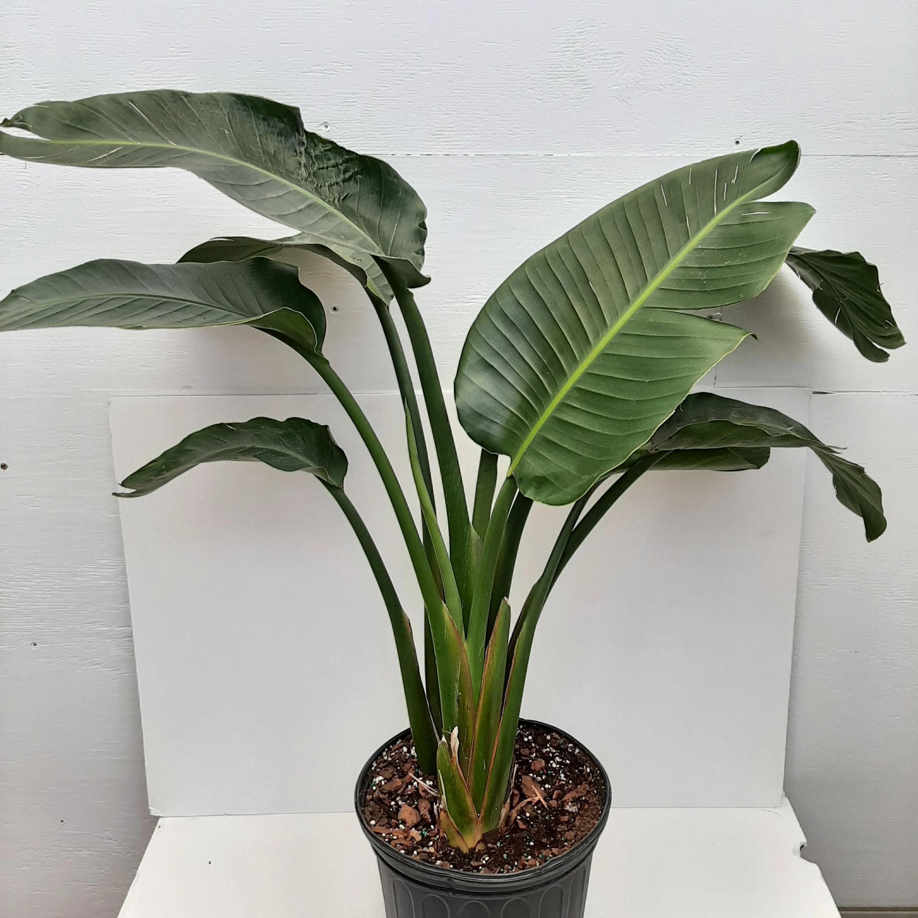 8" bird of paradise white