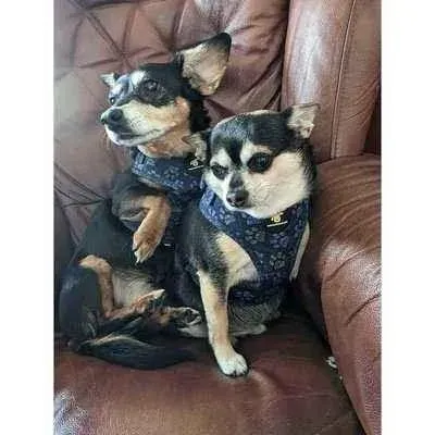 Finnigan's Stylish Paws Up Harness