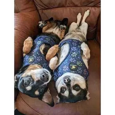 Finnigan's Stylish Paws Up Harness